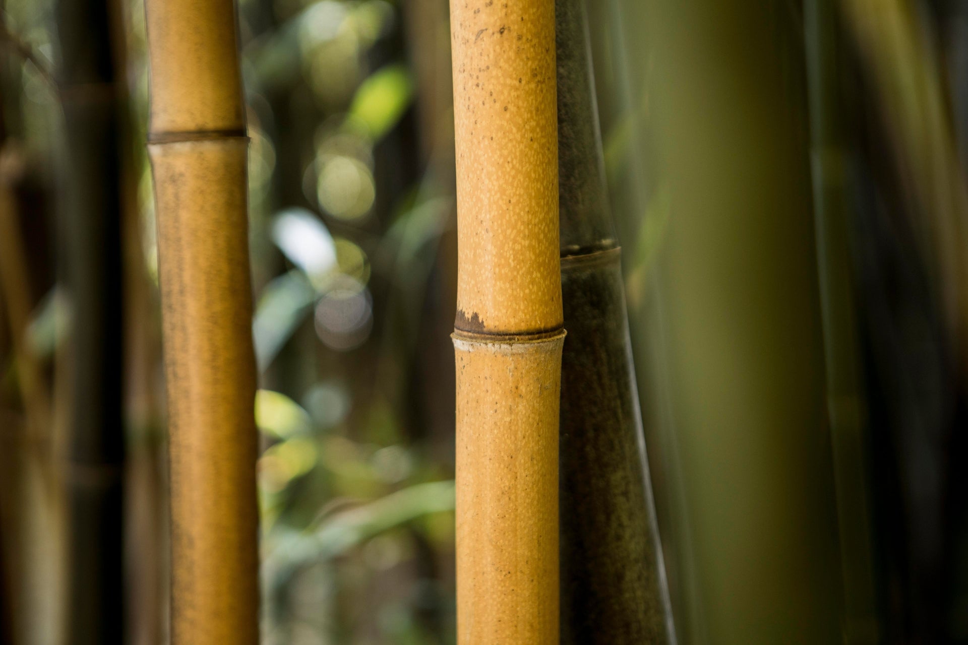 The Benefits of Bamboo Fabric Clothing